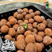 HB Dunkin'z ( RDWC )