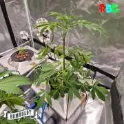 Gazzurple RDWC