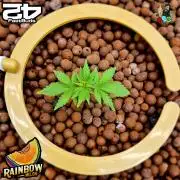 Rainbow Melon ( RDWC )