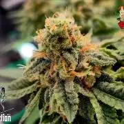 RDWC GRAPE OG 1st photo grow