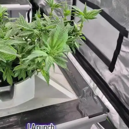 1st Photo grow (LA Punch )