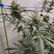 Purple panty droppers