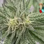 RDWC LA Punch 1st photo grow