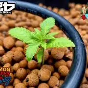 Lemon Cherry Runtz (DWC)