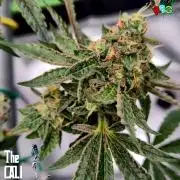 RDWC Cherry Bellini 1st photo grow