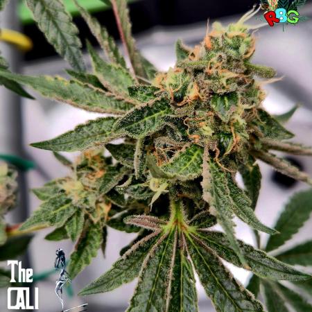 RDWC Cherry Bellini 1st photo grow