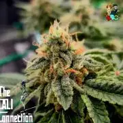 RDWC GRAPE OG 1st photo grow