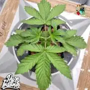 HB Dunkin'z ( RDWC )