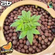 Rainbow Melon ( RDWC )