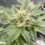 RDWC Cherry Bellini 1st photo grow