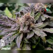 RDWC LA Punch 1st photo grow