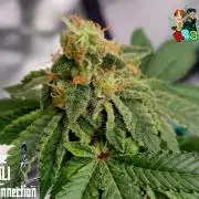 RDWC GRAPE OG 1st photo grow