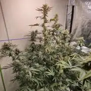 Purple panty droppers