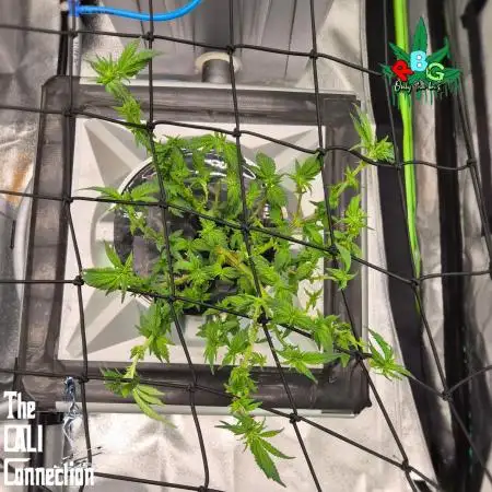 1st Photo grow (LA Punch )