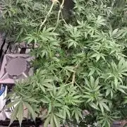 Alien Bubba RDWC
