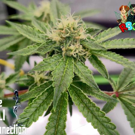 RDWC Cherry Bellini 1st photo grow