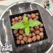 HB Dunkin'z ( RDWC )