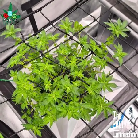 RDWC GRAPE OG 1st photo grow