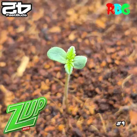 Z-UP auto