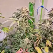Purple panty droppers