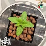 HB Dunkin'z ( RDWC )