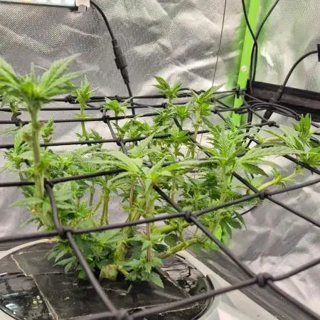 RDWC LA Punch 1st photo grow