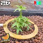 Rainbow Melon ( RDWC )