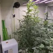 Purple diesel