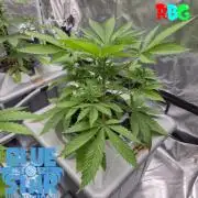 Lemon pound cake x blue star