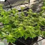 RDWC GRAPE OG 1st photo grow