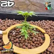 Rainbow Melon ( RDWC )