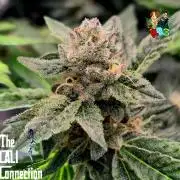 RDWC LA Punch 1st photo grow