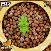 Rainbow Melon ( RDWC )
