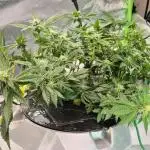 RDWC LA Punch 1st photo grow