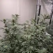 Purple panty droppers
