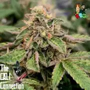 RDWC Cherry Bellini 1st photo grow