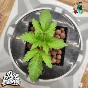 HB Dunkin'z ( RDWC )