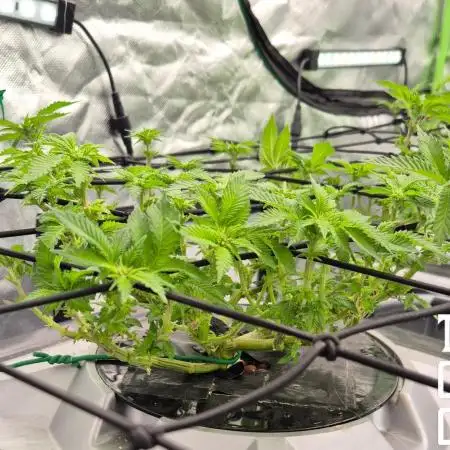 RDWC GRAPE OG 1st photo grow