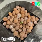 Orange Cream PoP RDWC