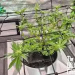 RDWC LA Punch 1st photo grow