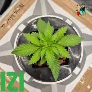 ( IZI Comp )Permanent Bluez RDWC