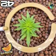 Rainbow Melon ( RDWC )