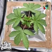 HB Dunkin'z ( RDWC )