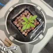 Gazzurple RDWC