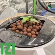 ( IZI Comp )Permanent Bluez RDWC