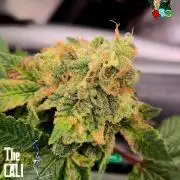 RDWC GRAPE OG 1st photo grow