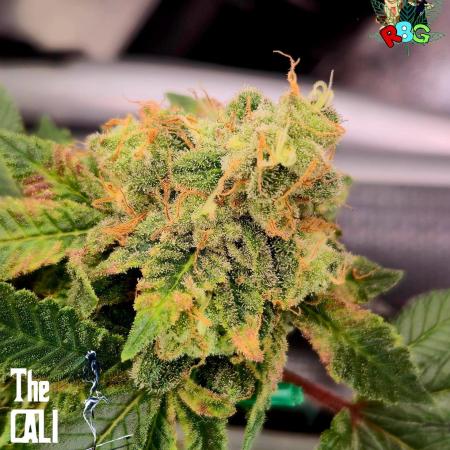 RDWC GRAPE OG 1st photo grow