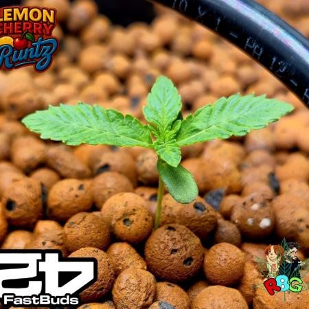 Lemon Cherry Runtz (DWC)