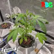 Gazzurple RDWC