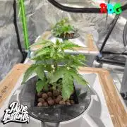 HB Dunkin'z ( RDWC )